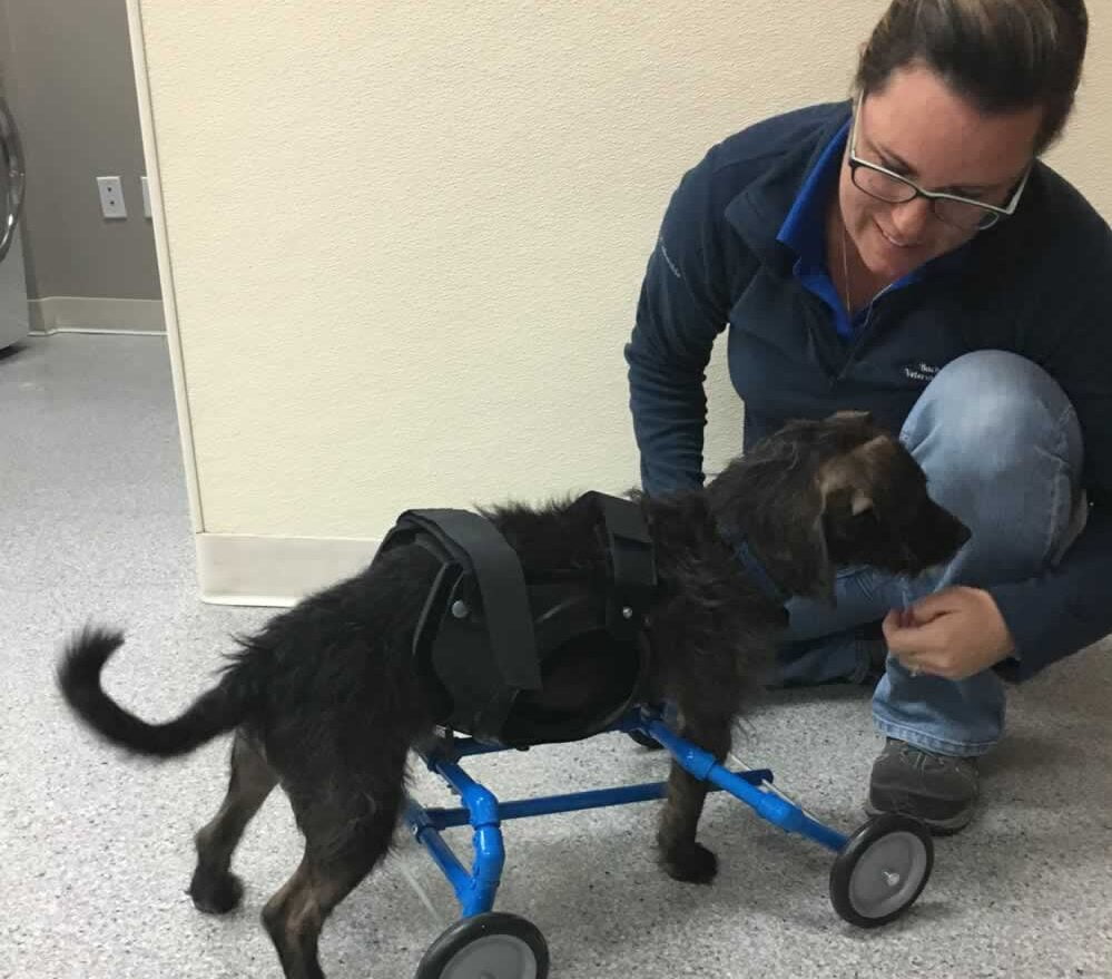 Veterinarian in Nampa, ID