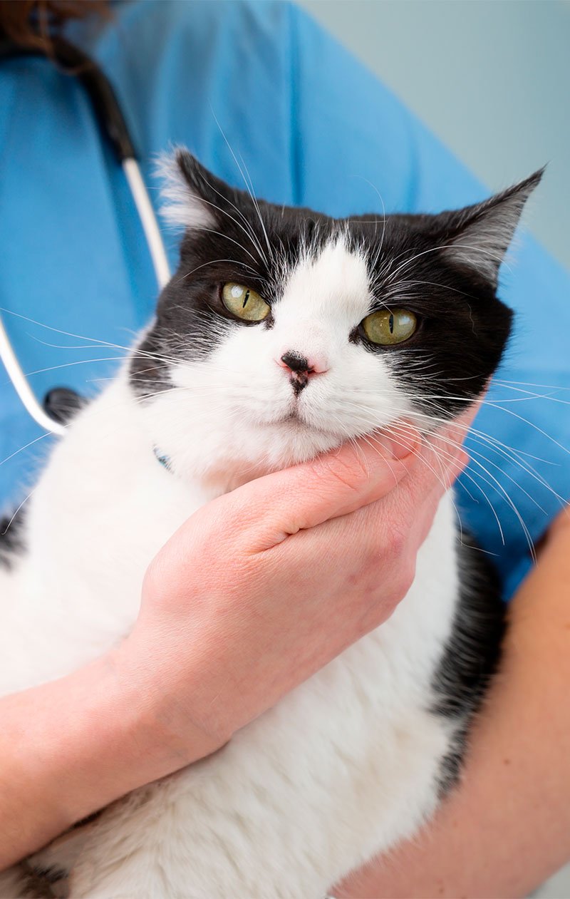 Pet Exercise Therapy in Nampa, Idaho