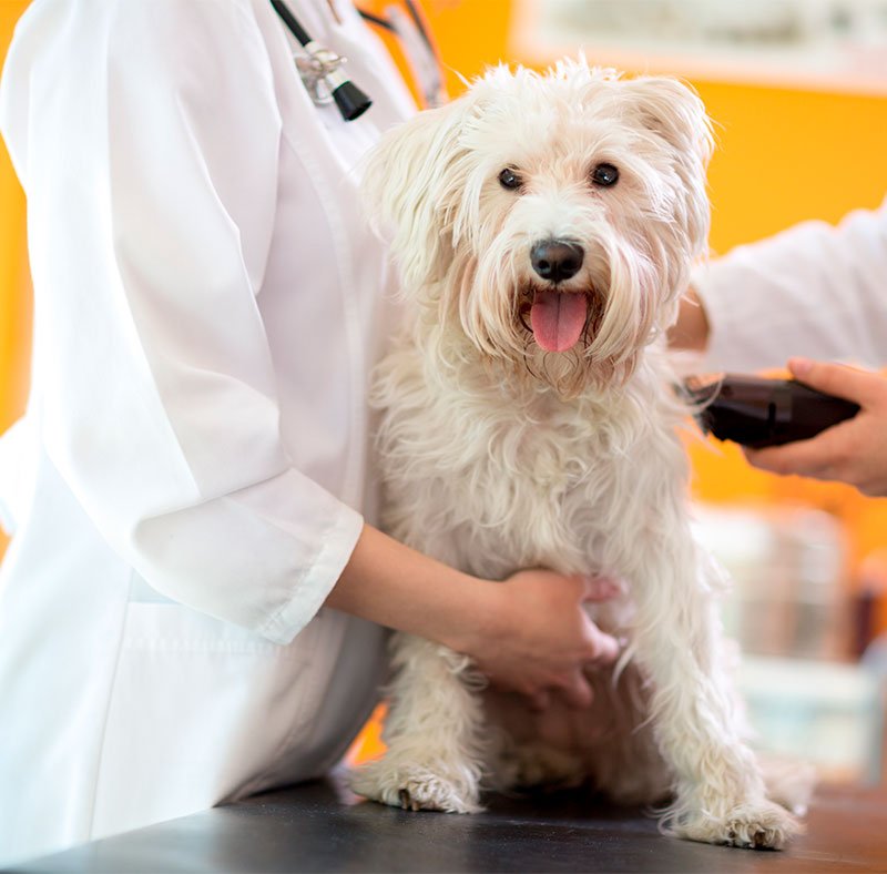 pet laser therapy on a dog