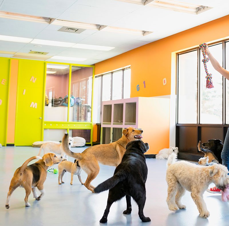 dog playing trying to get their toy rope